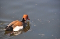 red-crested pochard, pochards-02